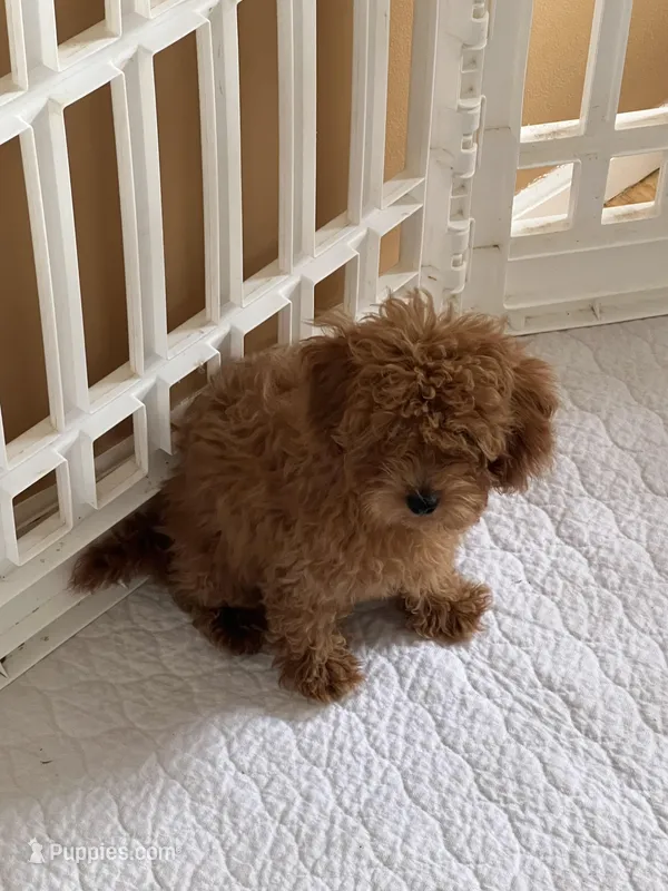 Tiny Akc-vaccinated-microchipped  – Poodle - Toy  puppy for sale in Rahway, NJ