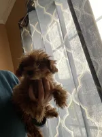 AKC registered and microchip , a male Poodle - Toy  for sale in Rahway, NJ – Photo 2 of 2