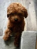 AKC registered and microchip , a male Poodle - Toy  for sale in Rahway, NJ – Photo 1 of 2
