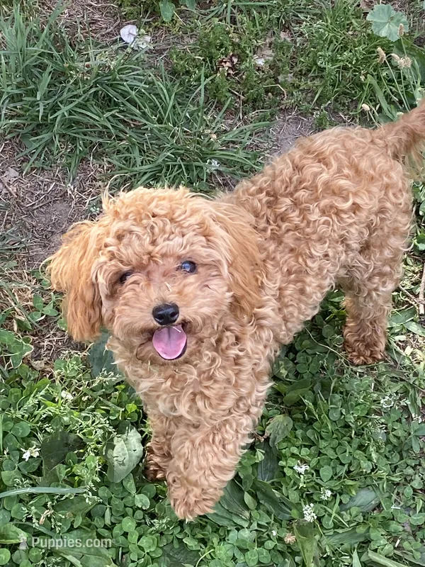 AKC fully vaccinated, microchipped  – Poodle - Toy  puppy for sale in Edison, NJ