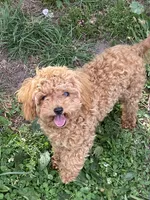 AKC fully vaccinated, microchipped , a female Poodle - Toy  for sale in Edison, NJ – 1 of 1
