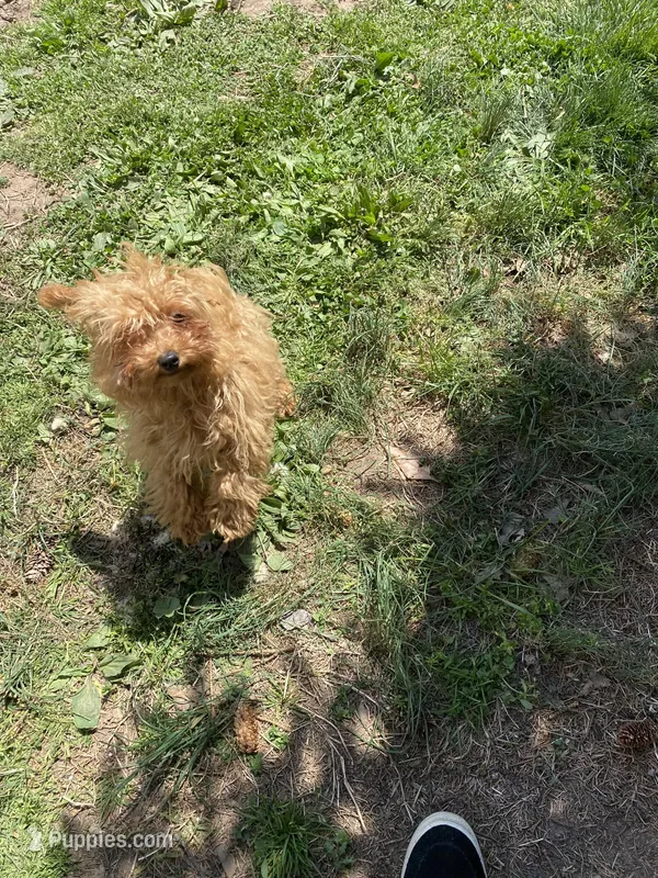 Pick the name – Poodle - Toy  puppy for sale in Rahway, NJ