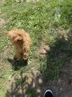 Pick the name, a male Poodle - Toy  for sale in Rahway, NJ – Photo 1 of 2