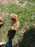 Pick the name, a male Poodle - Toy  for sale in Rahway, NJ – Photo 2 of 2