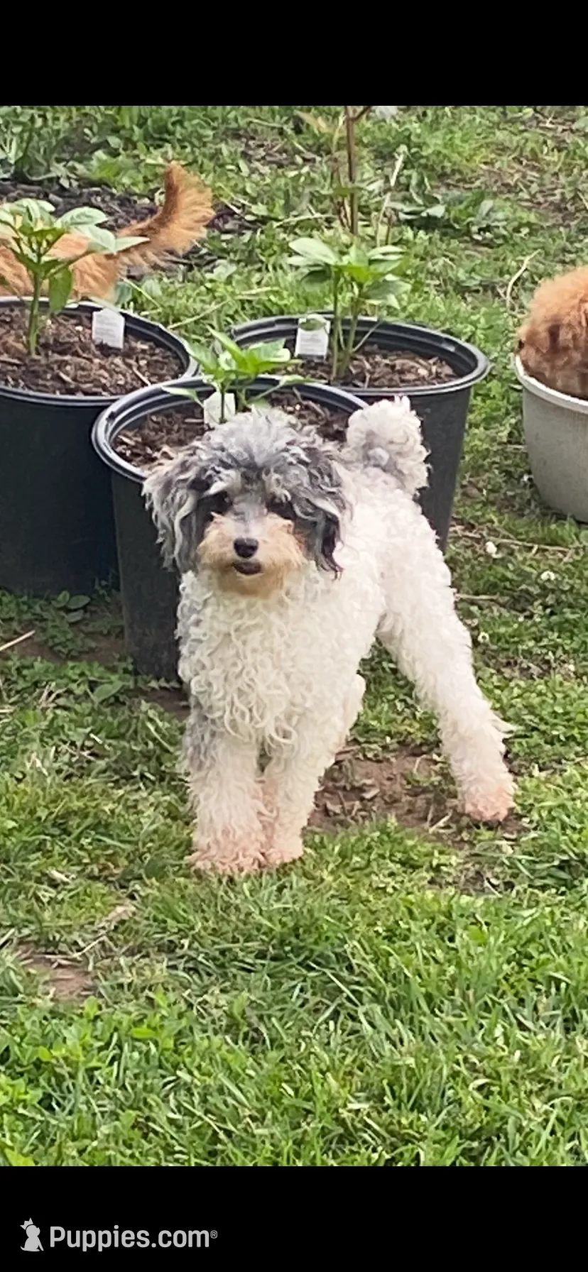 AKC Spy , fully vaccinated and dewormed – Poodle - Toy Puppy