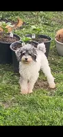 AKC Spy , fully vaccinated and dewormed , a female Poodle - Toy  for sale in Edison, NJ – 1 of 2