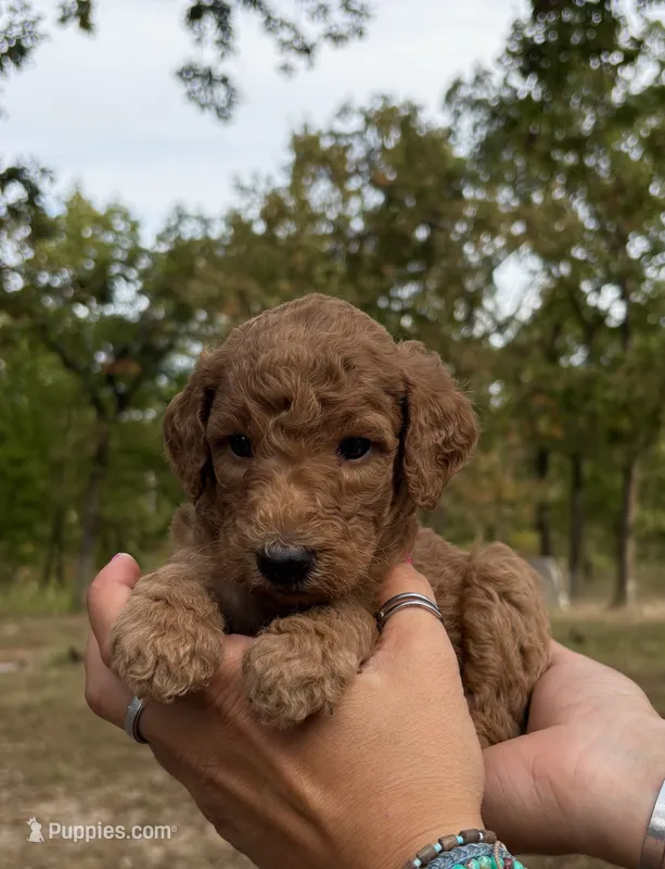 Echo – Poodle - Standard  puppy for sale in Rosebud, MO