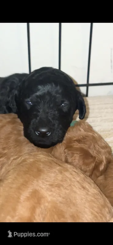 Onyx – Poodle - Standard  puppy for sale in Rosebud, MO