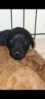Onyx, a female Poodle - Standard  for sale in Rosebud, MO – 1 of 1