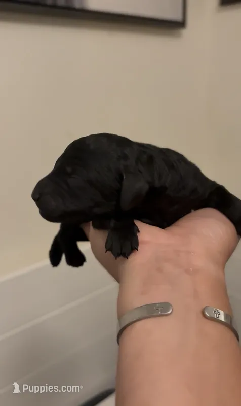 Shelby  – Poodle - Standard  puppy for sale in Rosebud, MO