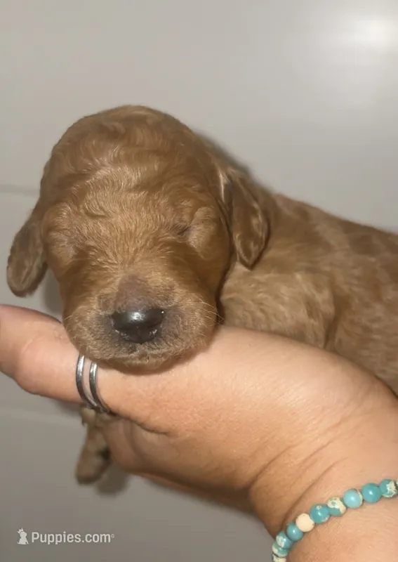 Echo – Poodle - Standard  puppy for sale in Rosebud, MO