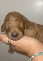 Echo, a male Poodle - Standard  for sale in Rosebud, MO – 1 of 1