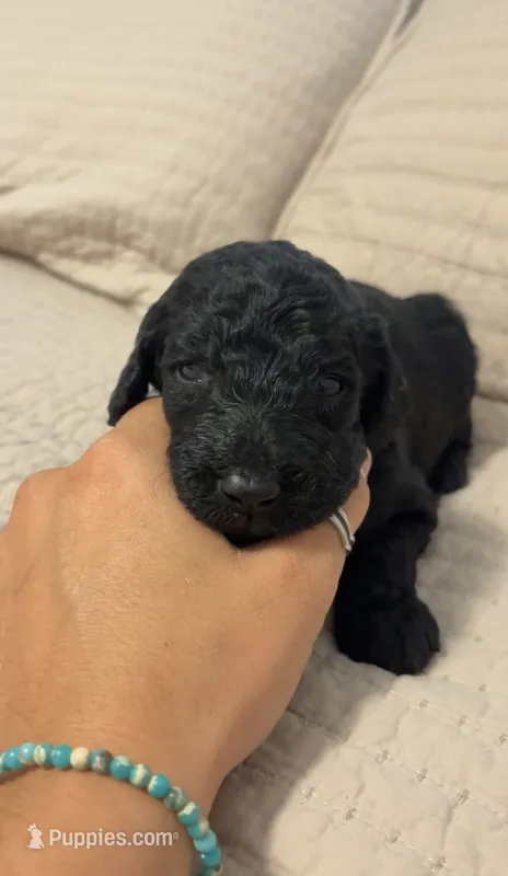 Onyx – Poodle - Standard  puppy for sale in Rosebud, MO