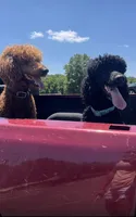 Red and black standard Poodles , a  Poodle - Standard  for sale in Rosebud, MO – 4 of 10
