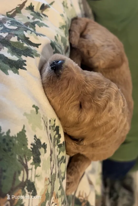 Rex – Poodle - Standard  puppy for sale in Rosebud, MO