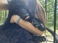 Red and black standard Poodles , a  Poodle - Standard  for sale in Rosebud, MO – 10 of 10