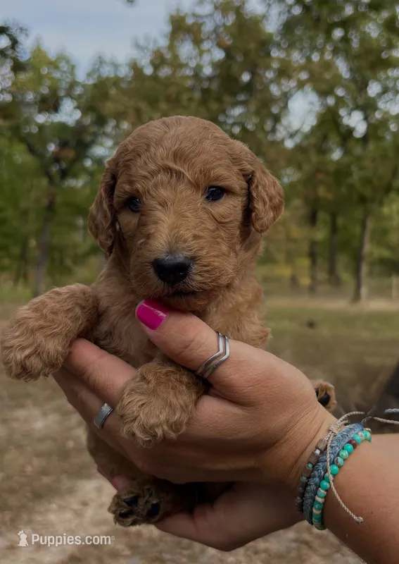 Denver  – Poodle - Standard  puppy for sale in Rosebud, MO