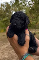 Duramax , a male Poodle - Standard  for sale in Rosebud, MO – 1 of 1