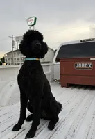 Red and black standard Poodles , a  Poodle - Standard  for sale in Rosebud, MO – 3 of 10
