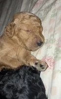 Lacy , a female Poodle - Standard  for sale in Rosebud, MO – 1 of 1