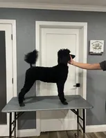 Red and black standard Poodles , a  Poodle - Standard  for sale in Rosebud, MO – 2 of 10