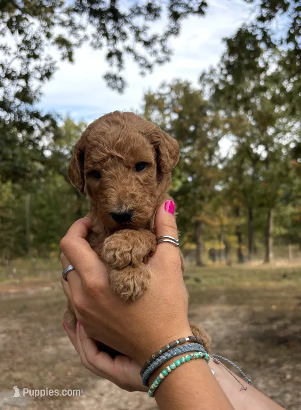 Rex – Poodle - Standard  puppy for sale in Rosebud, MO
