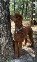 Red and black standard Poodles , a  Poodle - Standard  for sale in Rosebud, MO – 7 of 10