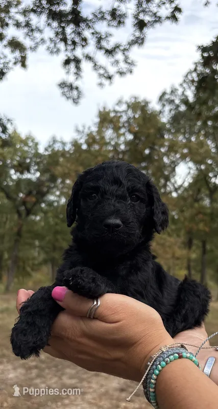 Onyx – Poodle - Standard  puppy for sale in Rosebud, MO