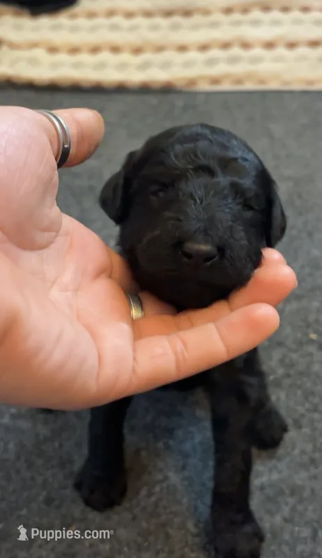 Shelby  – Poodle - Standard  puppy for sale in Rosebud, MO