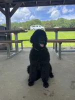 Red and black standard Poodles , a  Poodle - Standard  for sale in Rosebud, MO – 9 of 10