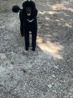 Red and black standard Poodles , a  Poodle - Standard  for sale in Rosebud, MO – 8 of 10