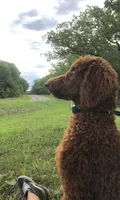 Red and black standard Poodles , a  Poodle - Standard  for sale in Rosebud, MO – 6 of 10