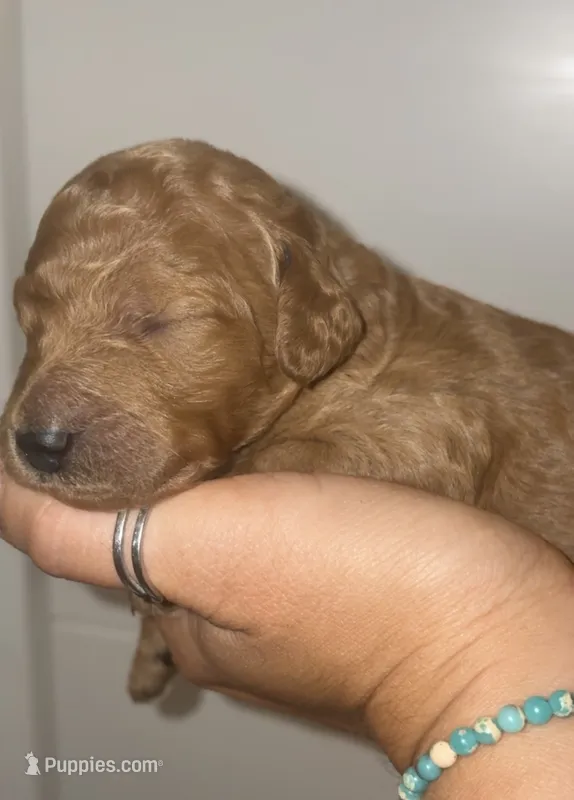 Denver  – Poodle - Standard  puppy for sale in Rosebud, MO