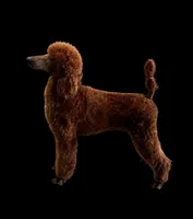 Shelby , a female Poodle - Standard  for sale in Rosebud, MO – 2 of 3