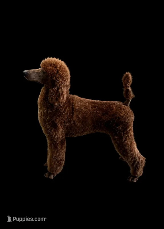Red and black standard Poodles  – Poodle - Standard  puppy for sale in Rosebud, MO