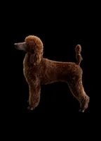 Red and black standard Poodles , a  Poodle - Standard  for sale in Rosebud, MO – 1 of 10