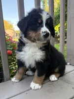 AKC Reggie, a male Bernese Mountain Dog for sale in Michigan City, IN – 6 of 7