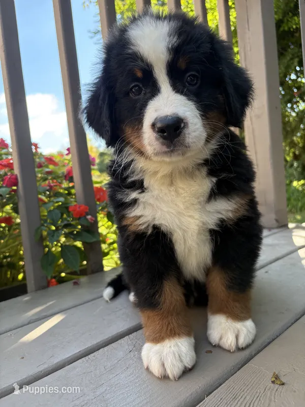 Fiona  – Bernese Mountain Dog puppy for sale in Michigan City, IN