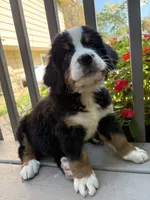 Fawn , a female Bernese Mountain Dog for sale in Michigan City, IN – 5 of 6