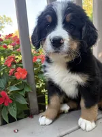 AKC Ricky , a male Bernese Mountain Dog for sale in Michigan City, IN – 1 of 6