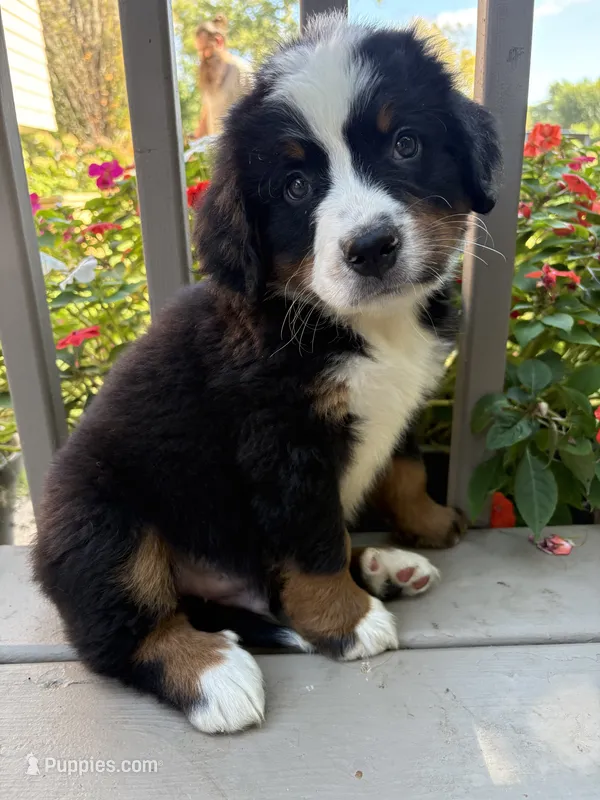 Frodo – Bernese Mountain Dog puppy for sale in Michigan City, IN
