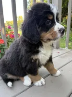AKC Rocky , a male Bernese Mountain Dog for sale in Michigan City, IN – 6 of 8