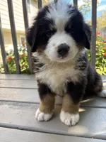 Ford , a male Bernese Mountain Dog for sale in Michigan City, IN – 3 of 8