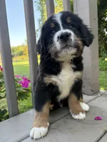 AKC Riot, a male Bernese Mountain Dog for sale in Michigan City, IN – 3 of 9