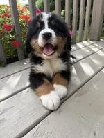 AKC Rex, a male Bernese Mountain Dog for sale in Michigan City, IN – 3 of 10