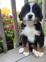 AKC Rufus , a male Bernese Mountain Dog for sale in Michigan City, IN – 4 of 7