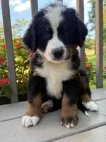 Frodo, a male Bernese Mountain Dog for sale in Michigan City, IN – 8 of 8