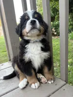 AKC Roosevelt , a male Bernese Mountain Dog for sale in Michigan City, IN – 2 of 7