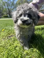 Bluey , a male Poodle - Toy  for sale in Michigan City, IN – Photo 2 of 8