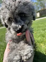 Bluey , a male Poodle - Toy  for sale in Michigan City, IN – Photo 3 of 8